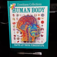 Human Body: facts at your fingertips